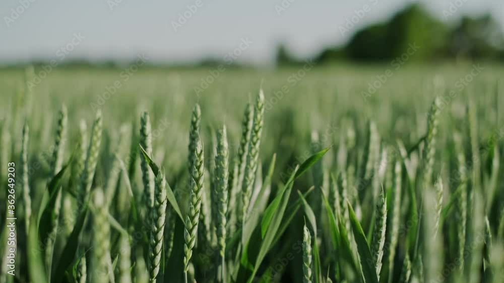 Swaying green wheat or rye on the field. Swaying green wheat or rye on the field.