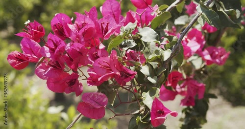 Wallpaper Mural Rose petals on a green background of vegetation Torontodigital.ca