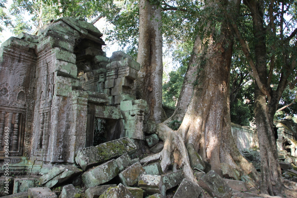 Angkor temple in Cambodia with large trees