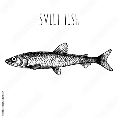 Smelt. Sea fish. Hand-drawn sketch vector. Vintage style. Fish and seafood products.