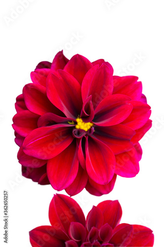 Beautiful red dahlia flower top view isolated on a white background.