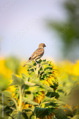 House sparrow (Passer domesticus) on a sunflower in sunset light
