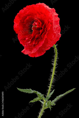 Red flower of poppy, lat. Papaver, isolated on black background