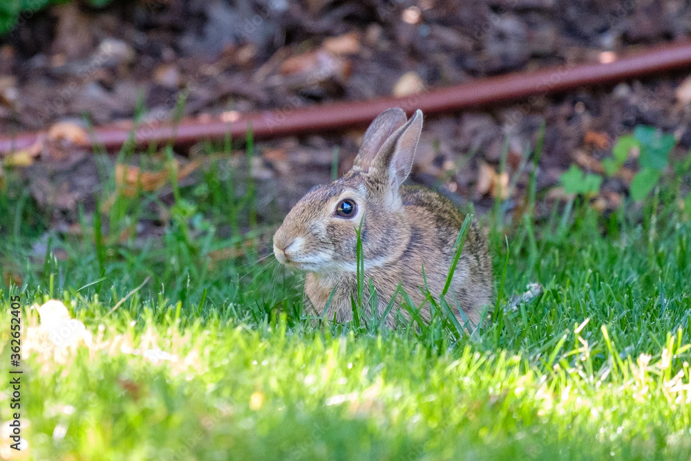 Fototapeta premium A small bunny rabbit sits in the shady grass