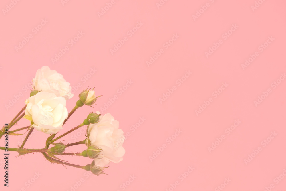 Naklejka premium Sprigs of roses white on pink background, copy space. Minimal style flat lay. For greeting card, invitation. March 8, February 14, birthday, Valentine's, Mother's, Women's day concept.