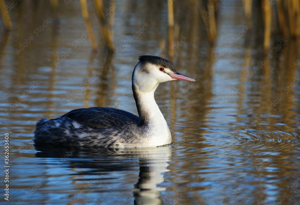 Great Crested Grebe in winter plumage floats in water, The Netherlands Great Crested Grebe in winter plumage floats in water, The Netherlands