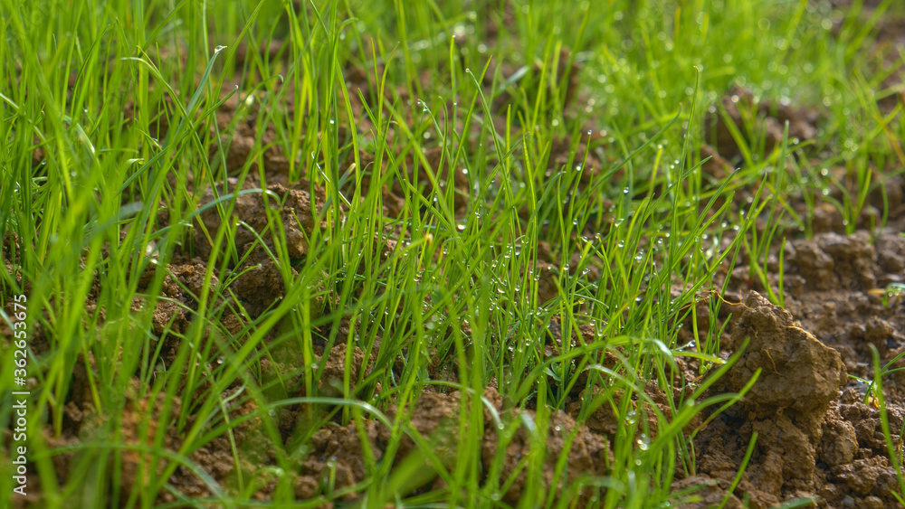 MACRO: Water droplets cover the blades of grass sprouting from fertile soil MACRO: Water droplets cover the blades of grass sprouting from fertile soil