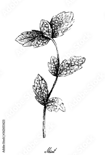 Herbal Plants, Hand Drawn Illustration of Fresh Green Peppermint or Lemon Mint Leaves Used for Seasoning in Cooking.
