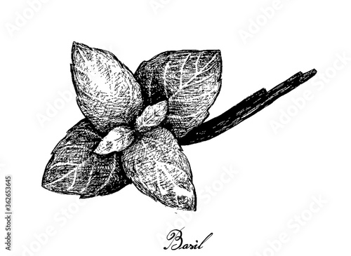 Herbal Plants, Hand Drawn Illustration of Fresh Basil Plant Isolated on A White Background Used for Seasoning in Cooking.
