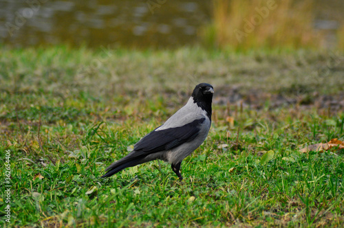 Black-gray Crow on the vivid grass close up