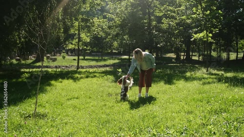 Pretty cavalier king charles spaniel dog playing with his owner in park in the morning. Green view