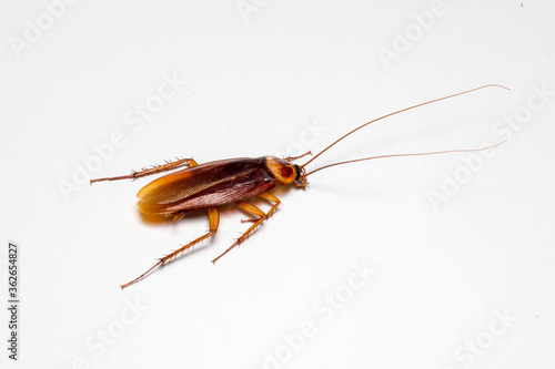 cockroach give up