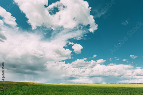 Countryside Rural Wheat Field Meadow Landscape In Summer Rainy Day. Scenic Sky With Rain Clouds On Horizon.