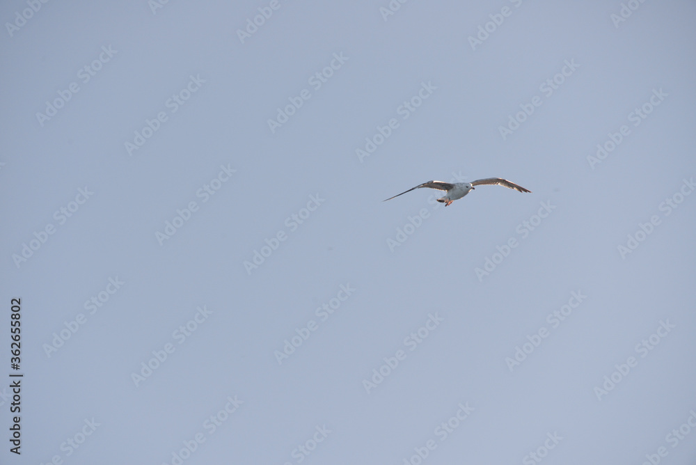 sea gull flies over the sea and the coast, hoping to see a tasty piece of food sea gull flies over the sea and the coast, hoping to see a tasty piece of food