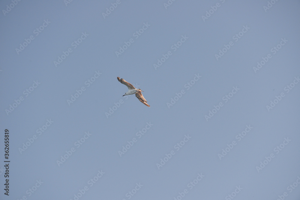 sea gull flies over the sea and the coast, hoping to see a tasty piece of food