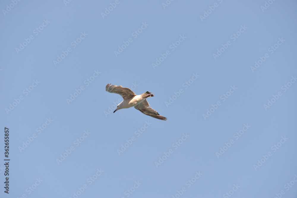 Obraz premium sea gull flies over the sea and the coast, hoping to see a tasty piece of food