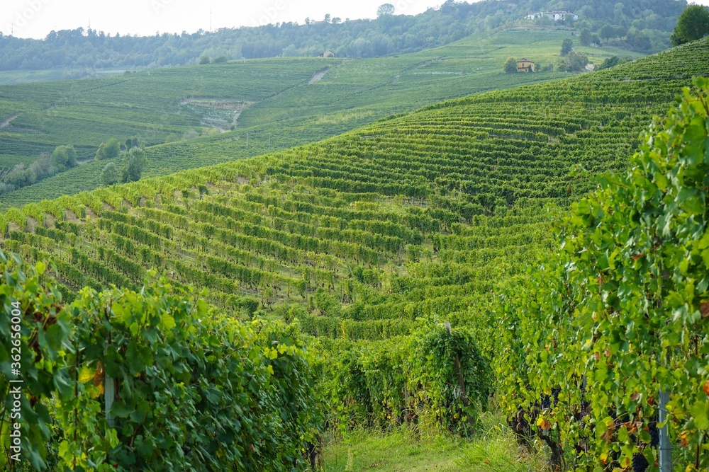 Fototapeta premium Grapes and vineyards