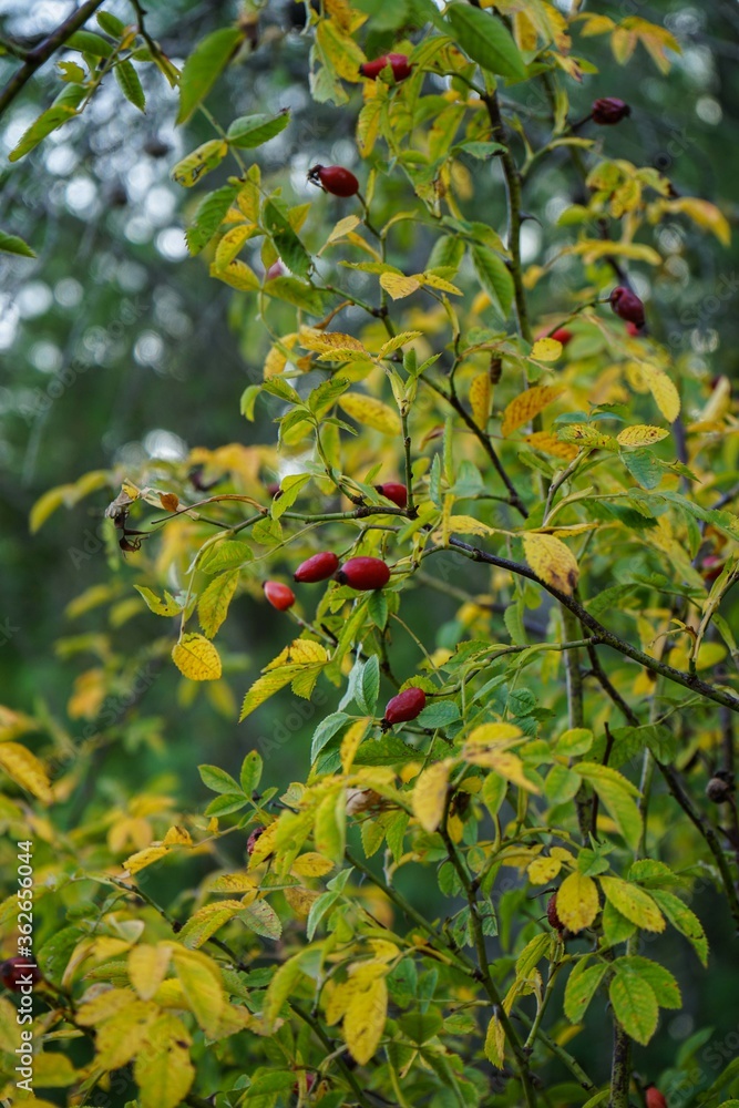 Rose hip in the Langhe