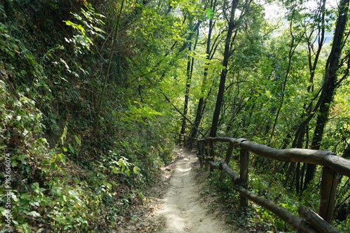 Path in a forest