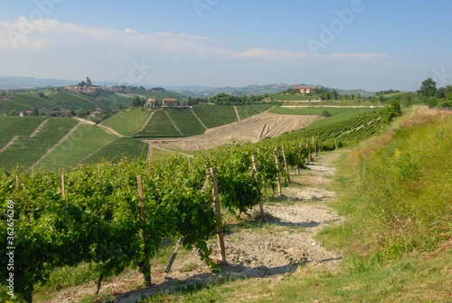 A view of vineyards in the Langhe  Piedmont - Italy