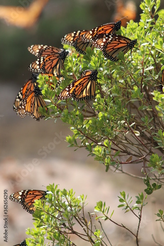Reserva de la Mariposa Monarca en Michoacan México