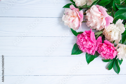 Pink beautiful flowers on white wooden background. Universal greeting card