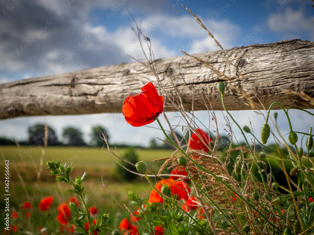 Obraz premium some red blossoming poppies stand by a wooden fence