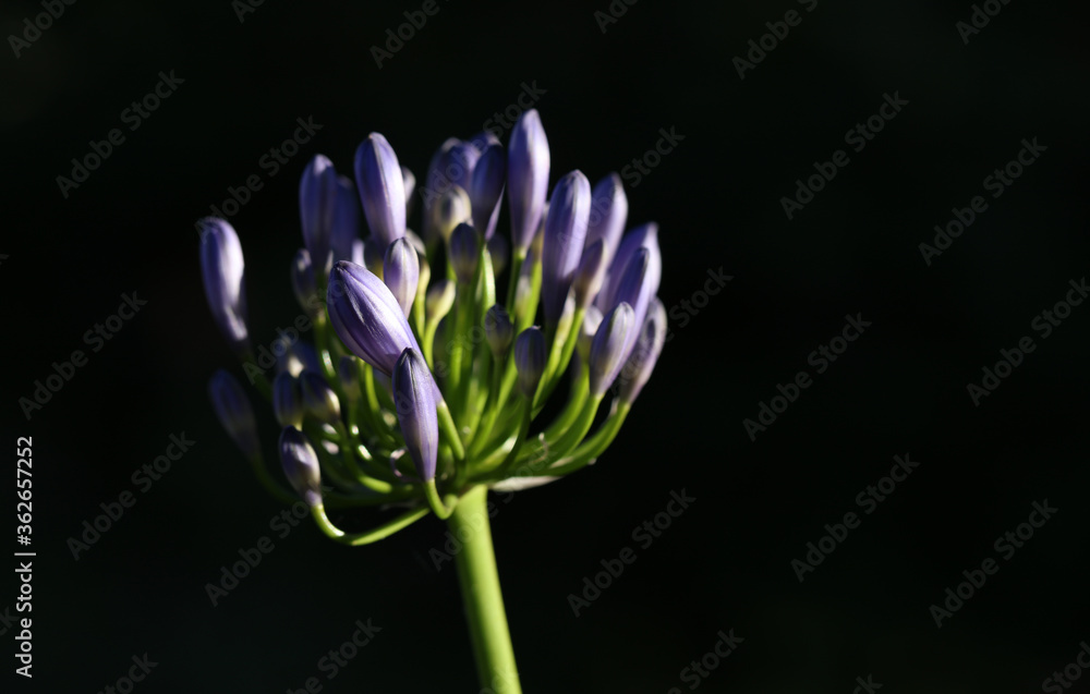Schmucklilie Agapanthus Schmucklilie Agapanthus