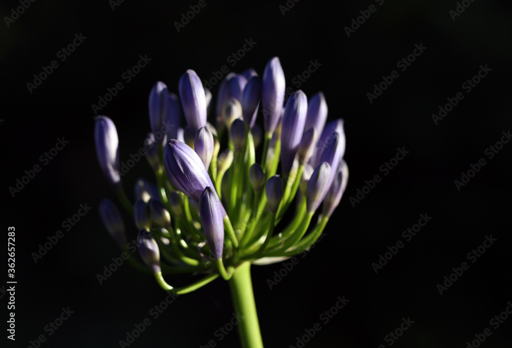 Fototapeta premium Schmucklilie Agapanthus