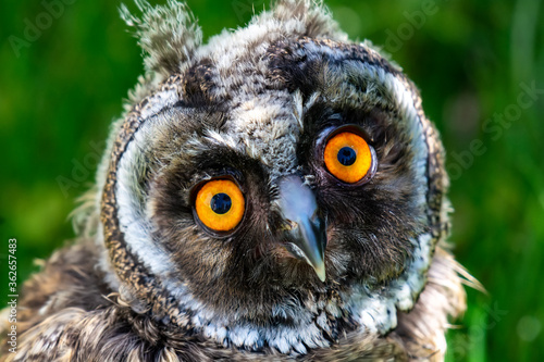 Portrait of a little eared owl on a background of green grass