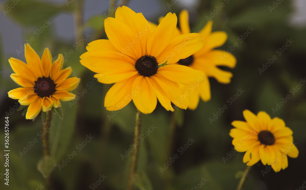 Yellow Flowers Yellow Flowers