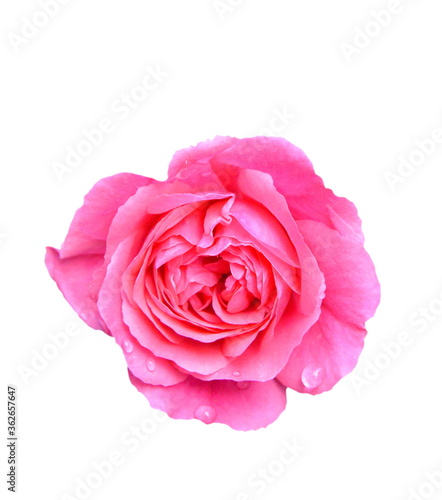 roses pink on white background