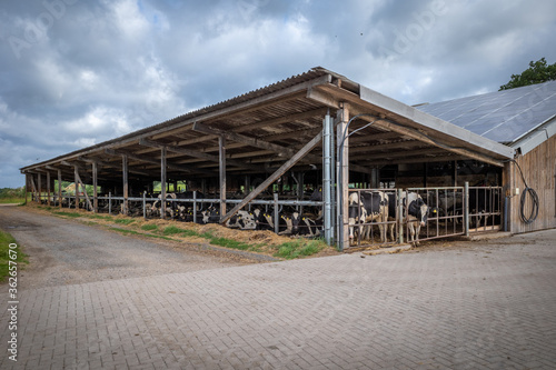 black and white cows stand side by side in a cowshed and eat feed