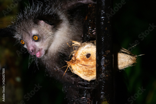 The rare, nocturnal aye-aye lemur with a coconut photo