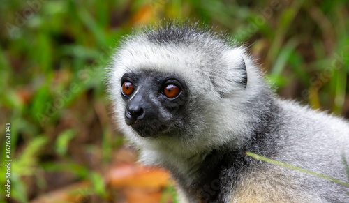 A Sifaka lemur sits in the grass and watches what happens in the area photo