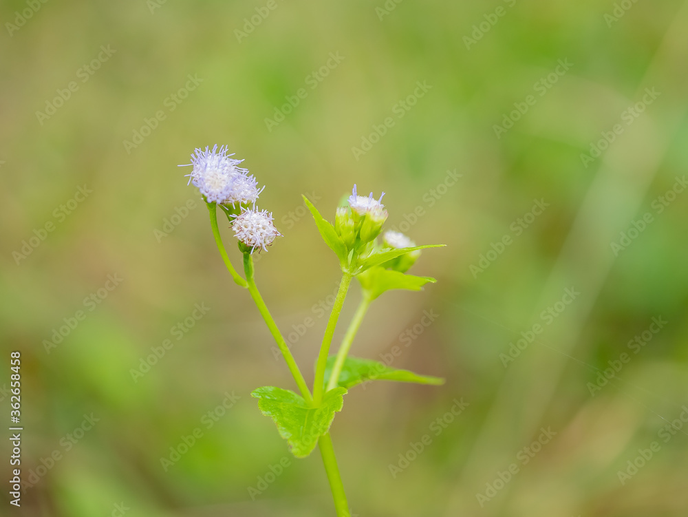 cloue up grass flower with green background for texture cloue up grass flower with green background for texture