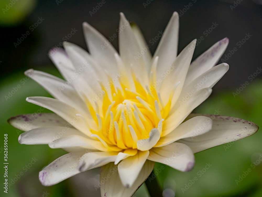 White Water Lily, Lotus flower blossom , close up.. White Water Lily, Lotus flower blossom , close up..