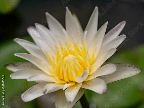 Fototapeta Naklejka Na Ścianę i Meble -  White Water Lily, Lotus flower blossom , close up..