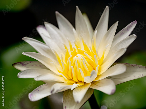 White Water Lily, Lotus flower blossom , close up..