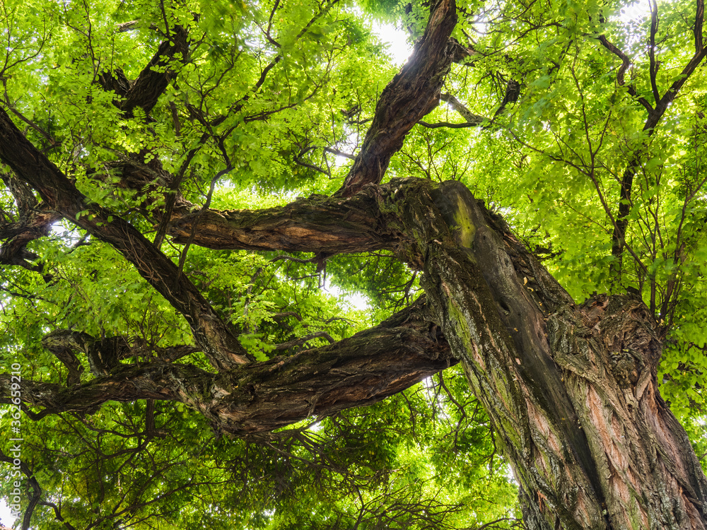 Fototapeta premium in the shade of acacia