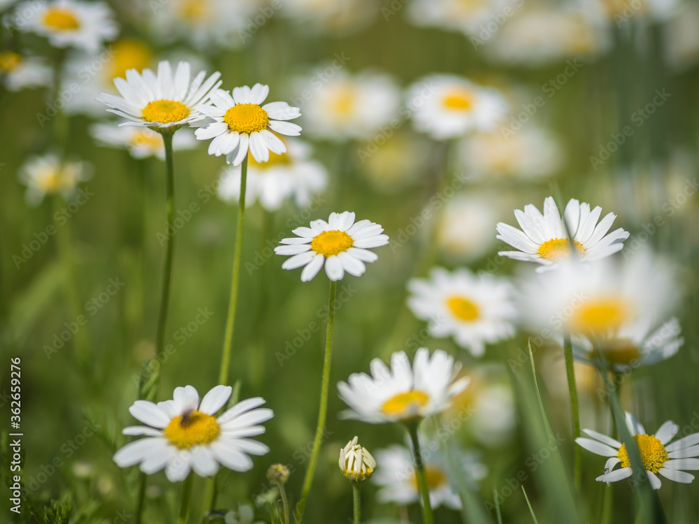 camomile