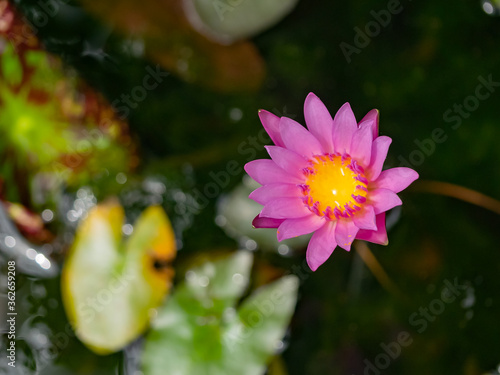 Purple Water Lily  Lotus flower blossom   close up..