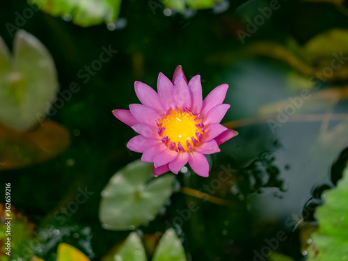 Purple Water Lily, Lotus flower blossom , close up.. photo