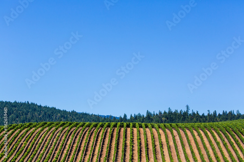 Wine Country Vineyard