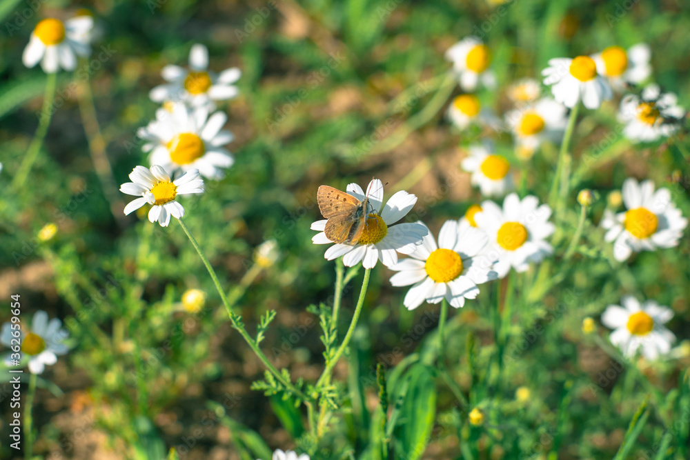 Little brown butterfly on a camomile. Wild daisies with a small brown butterfly