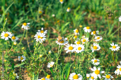 Little brown butterfly on a camomile. Wild daisies with a small brown butterfly