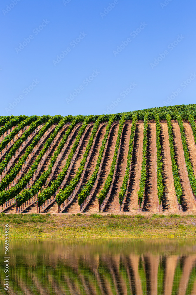 Fototapeta premium Wine Country Vineyard
