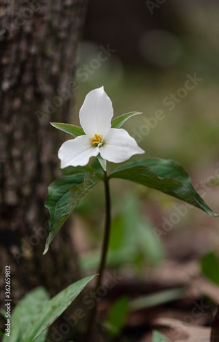 Close up of trillium flower blooming on the forest floor in Ontario. photo