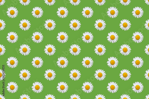 Chamomile seamless pattern isolated on green background
