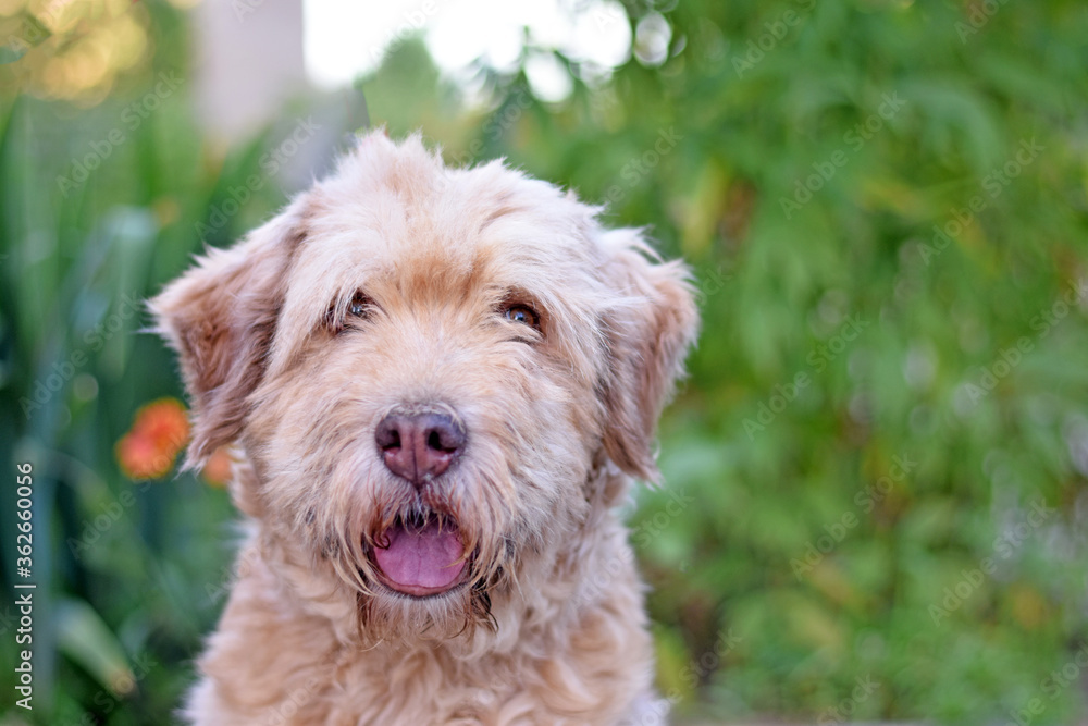 Portrait of a beautiful shaggy dog on a blurry green background. bearded dog. Portrait of a beautiful shaggy dog on a blurry green background. bearded dog.